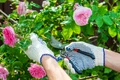 trandafiri istock jpg