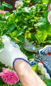 trandafiri istock jpg