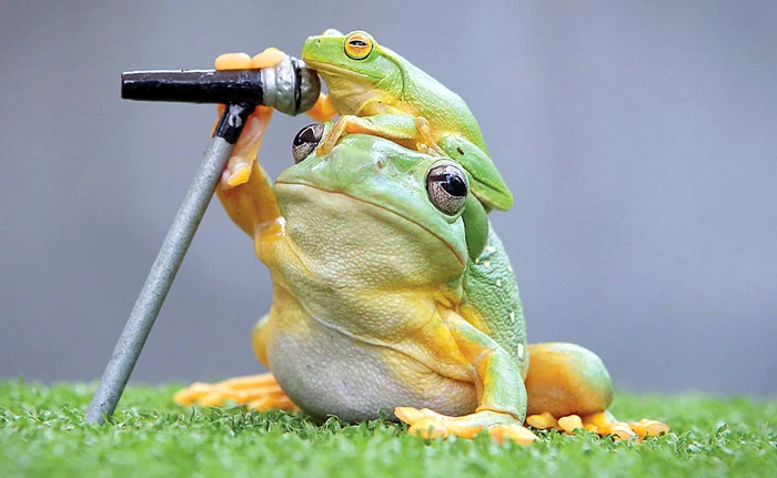 
    Oaky, broscuţa, ştie că  broscoiul Oak trebuie  ridicat pe cap pentru  a face spectacol în pădureFoto: Guliver/Rexfeatures  