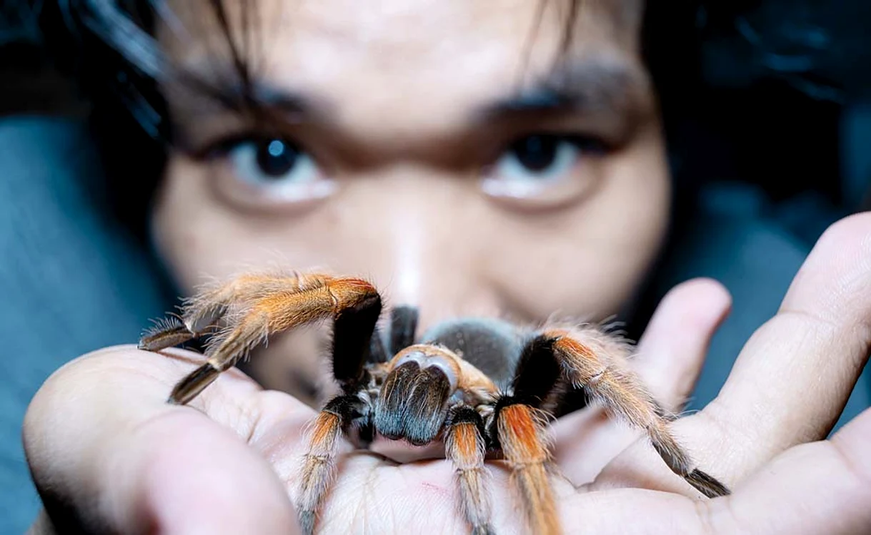 
    Tarantulele trăiesc pe toate continentele  