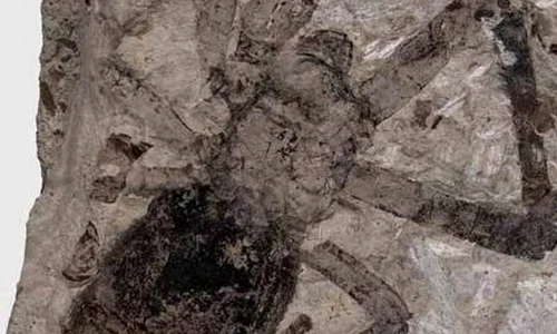 S a descoperit cea mai mare fosilă de păiajen jpeg