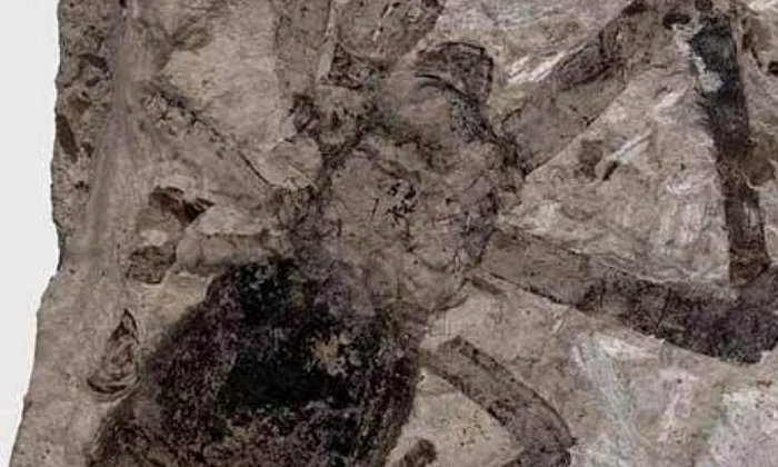 S a descoperit cea mai mare fosilă de păiajen jpeg