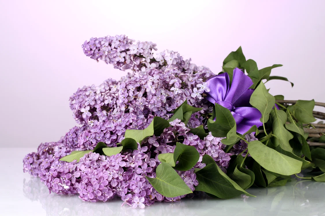 
    Liliacul este o plantă bogată în uleiuri aromate, fiind utilizată atât în medicina naturistă, cât și în cosmetică  