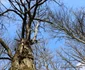 Parcul Dendrologic din Simeria Foto Daniel Guță ADEVĂRUL (22) JPG