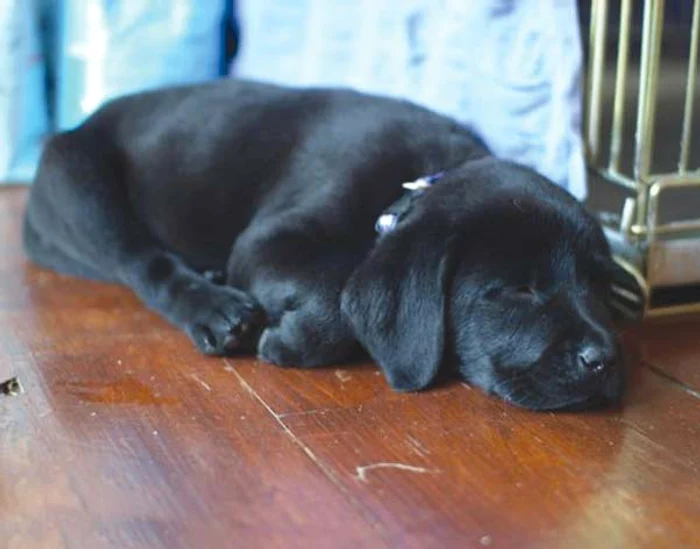 Ruby stă mai mult în casă, iar când iese la plimbare nu are voie să intre în contact cu iarba şi apa