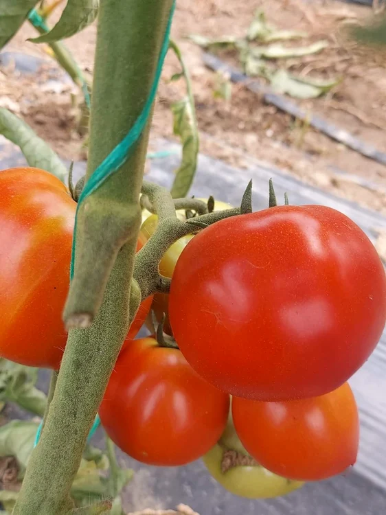 Programul „tomana” în Dâmboviţa. FOTO: DAJ Dâmboviţa