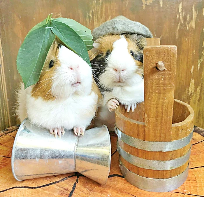 Pe bune, noi suntem niște ecologiști vegetarieni... se vede?