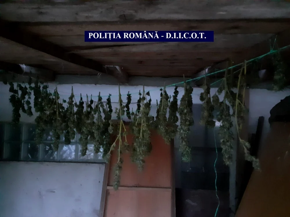 Plante de cannabis, puse la uscat FOTO IPJ Călăraşi