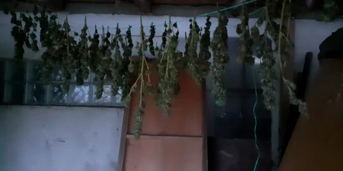 calarasi plante de cannabis puse la uscat foto IPJ Calarasi