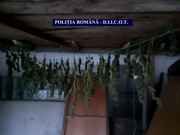 Plante de cannabis, puse la uscat FOTO IPJ Călăraşi