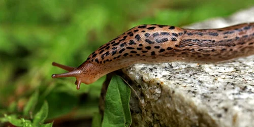 limax jpg