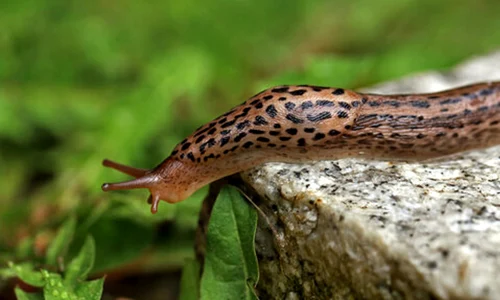 limax jpg