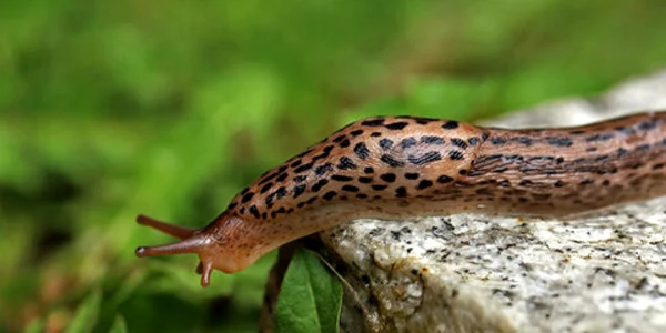 limax jpg