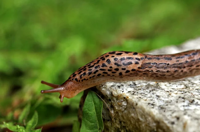 Limaxul care a sunat la toate soneriile unui bloc din Germania FOTO: Arhivă