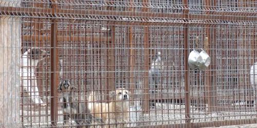 De la începutul și până în prezent, la Slatina au fost adoptați doar 100 de maidanezi