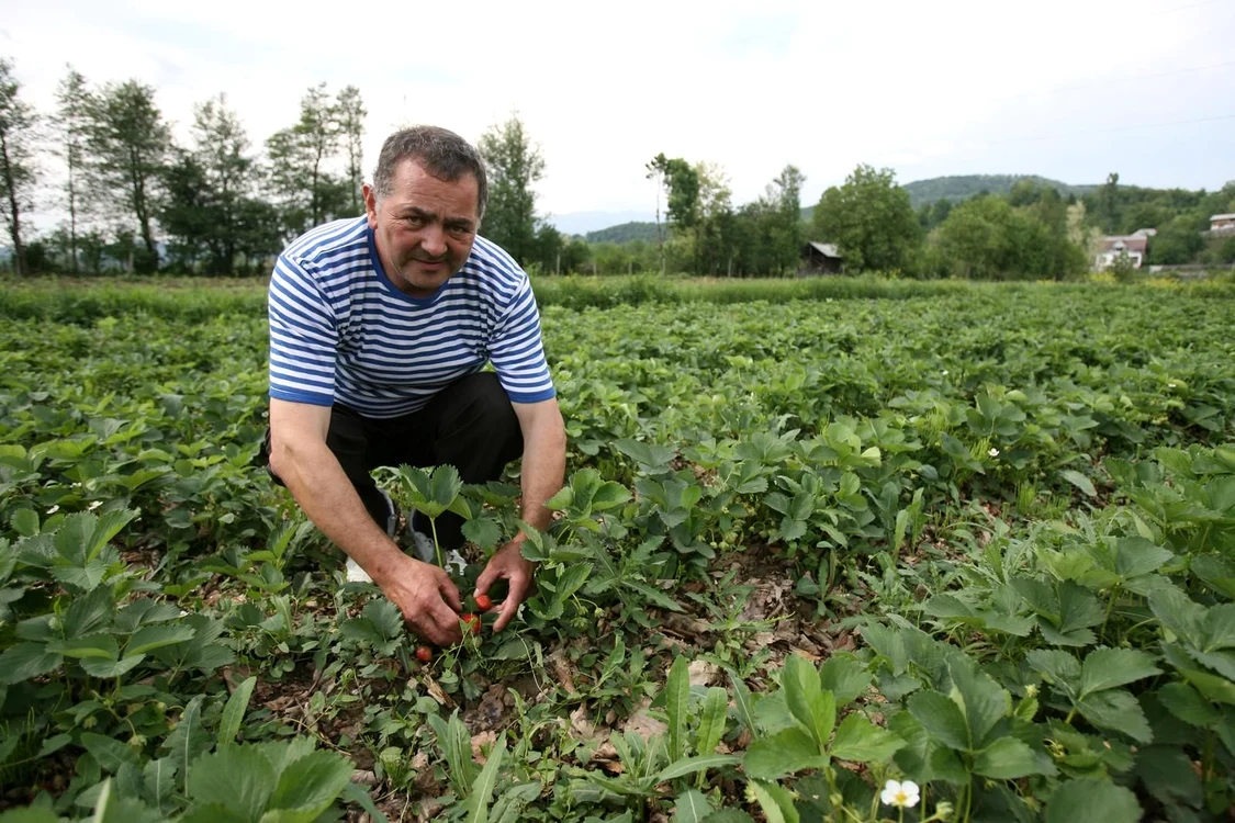 Românii selectati la Bistrita vor lucra si la culturi de capsuni