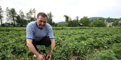 Românii selectati la Bistrita vor lucra si la culturi de capsuni