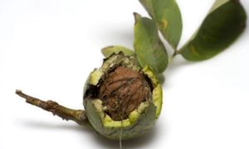 1 72708 original jpg jpeg