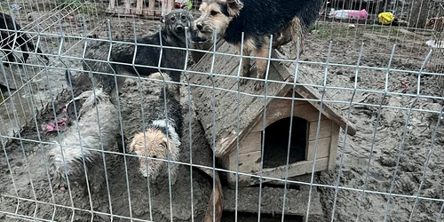 adapost ilegal animale bulzesti, dolj foto ipj dolj (2) jpeg