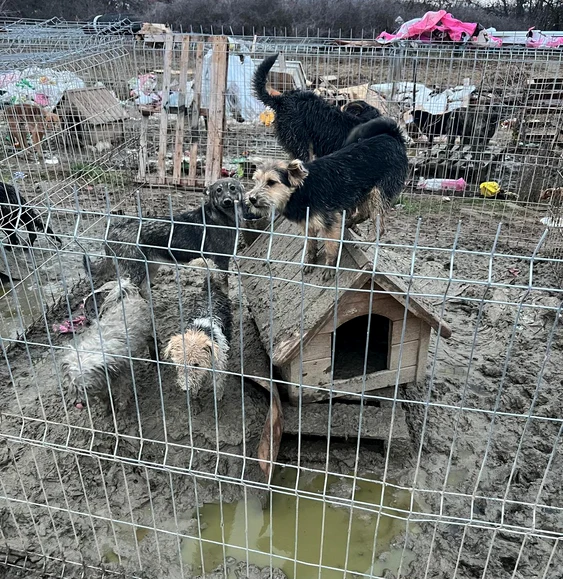 Aproximativ 170 de animale erau îngrijite în condiții improprii FOTO: IPJ Dolj