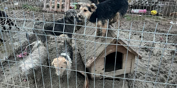 adapost ilegal animale bulzesti, dolj   foto ipj dolj (2) jpeg