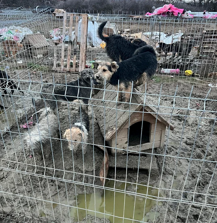 Aproximativ 170 de animale erau îngrijite în condiții improprii FOTO: IPJ Dolj