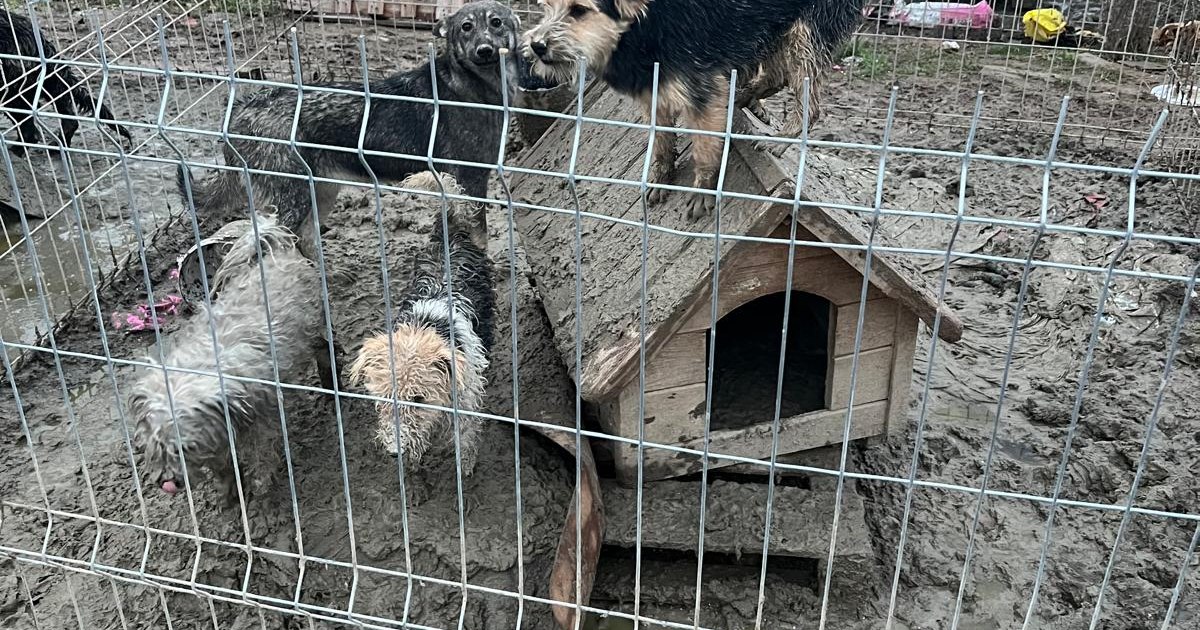 Descoperire uluitoare în Dolj: 170 de animale trăiau în condiții insuportabile într-un adăpost ilegal