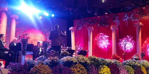 crizantema de aur 2017