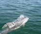 Delfini din Marea Neagră