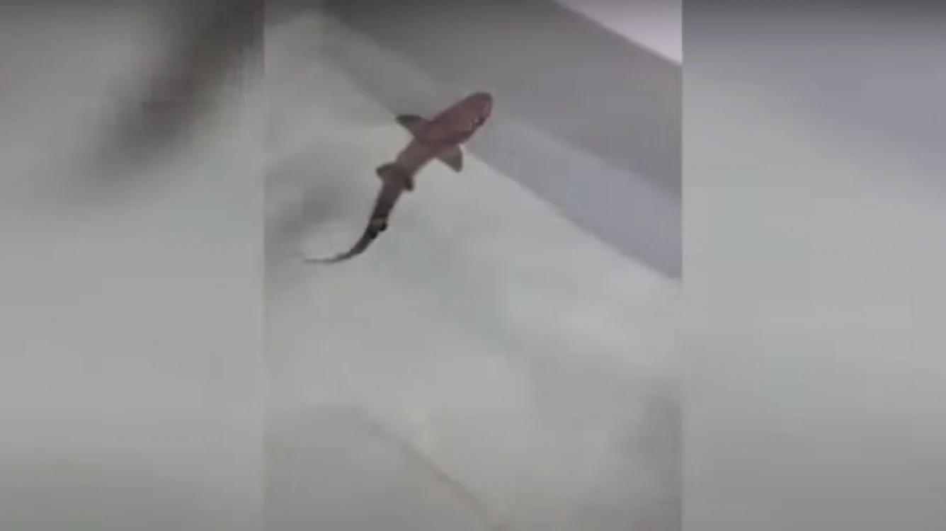 Oficialii au declarat că rezultatele testului ADN ar putea determina dacă rechinii şobolan sunt a patra specie la care a fost posibilă o astfel de înmulţire. Foto: Captură video