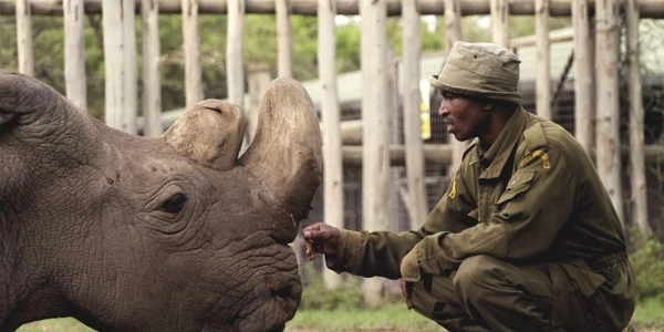 Rinocer alb nordic FOTO Twitter @OlPejeta