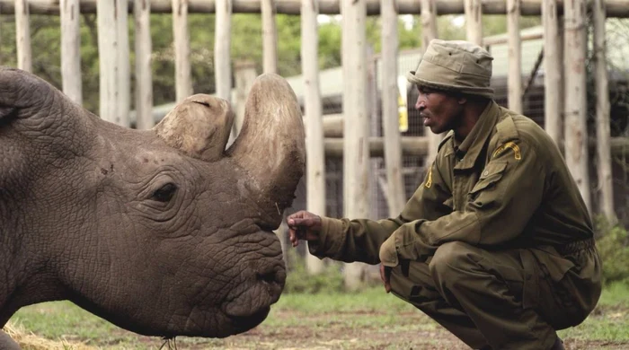 Ultimul rinocer alb nordic mascul a murit în 2018. FOTO Twitter/ OlPejeta