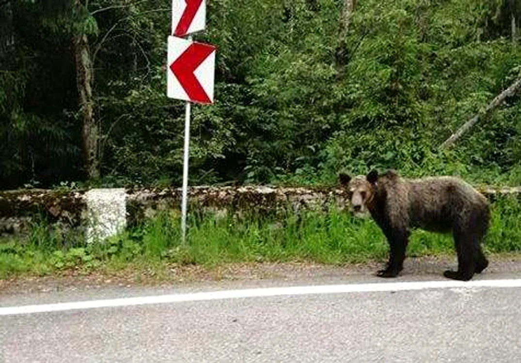 Puiul de urs a rămas singurfoto: captura Facebook