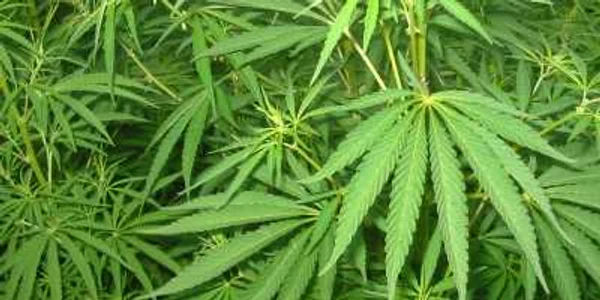 A adus în ţară cannabis 