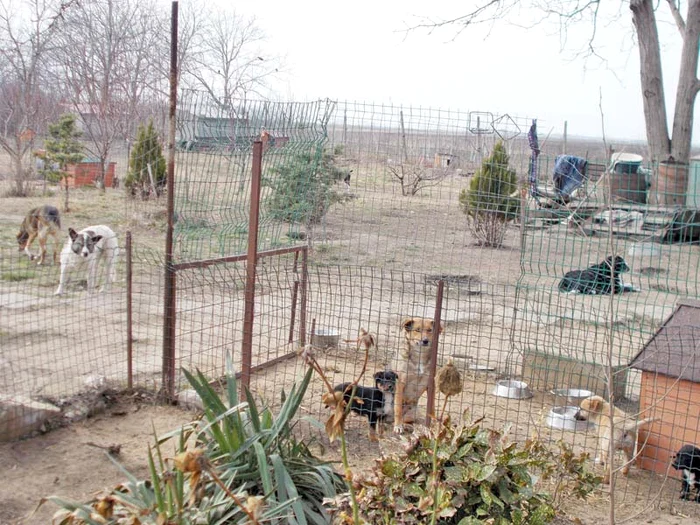 Câinii au ţarcuri şi loc suficient pentru joacă