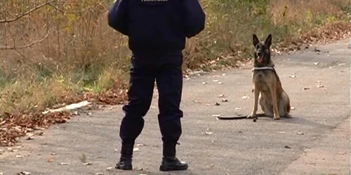 Caini politisti Galati