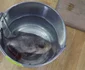 Peste periculos pacu prins in apele Dunarii la Turnu Severin FOTO Alexandra Georgescu
