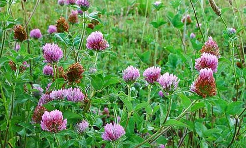 1 73003 original jpg jpeg