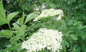 soc 2 561515151 jpeg