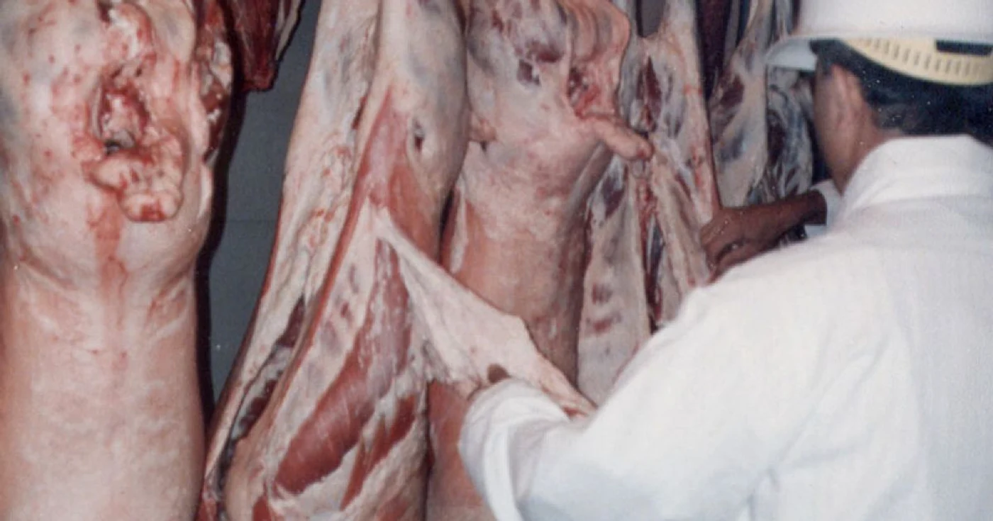 Poliţiştii i-au confiscat şoferului întreaga cantitate de carne găsită asupra lui...