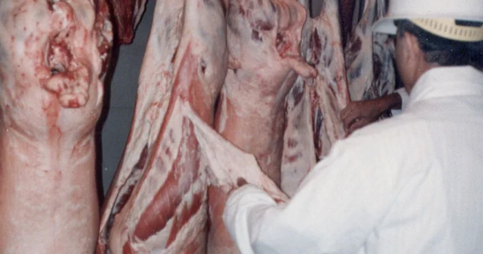 Poliţiştii i-au confiscat şoferului întreaga cantitate de carne găsită asupra lui...