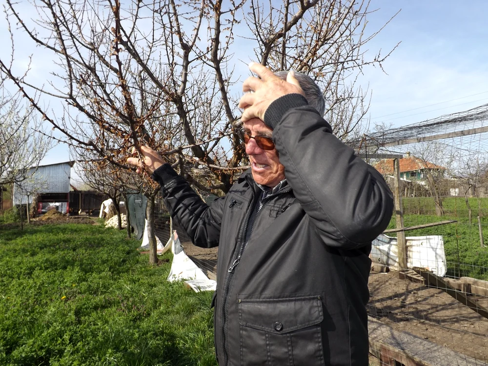 
    Nea Ionică Constantin e necăjit: “Livada mea e distrusă”Foto: "Adevărul"  