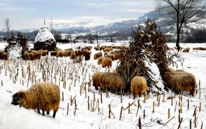 maramures