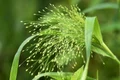 nennieinszweidrei millet 5706683 jpg