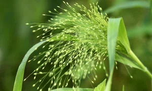 nennieinszweidrei millet 5706683 jpg