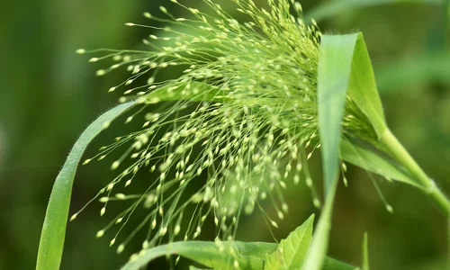 nennieinszweidrei millet 5706683 jpg