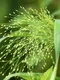 nennieinszweidrei millet 5706683 jpg
