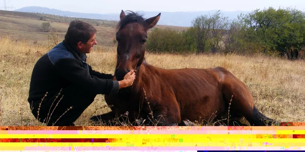 Calul Costică în ziua când fusese mutilat