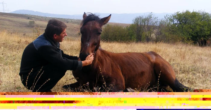 Persoanele care maltratează animalele trebuie pedepsite. FOTO Arhiva Adevărul