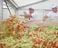 salata uriasa